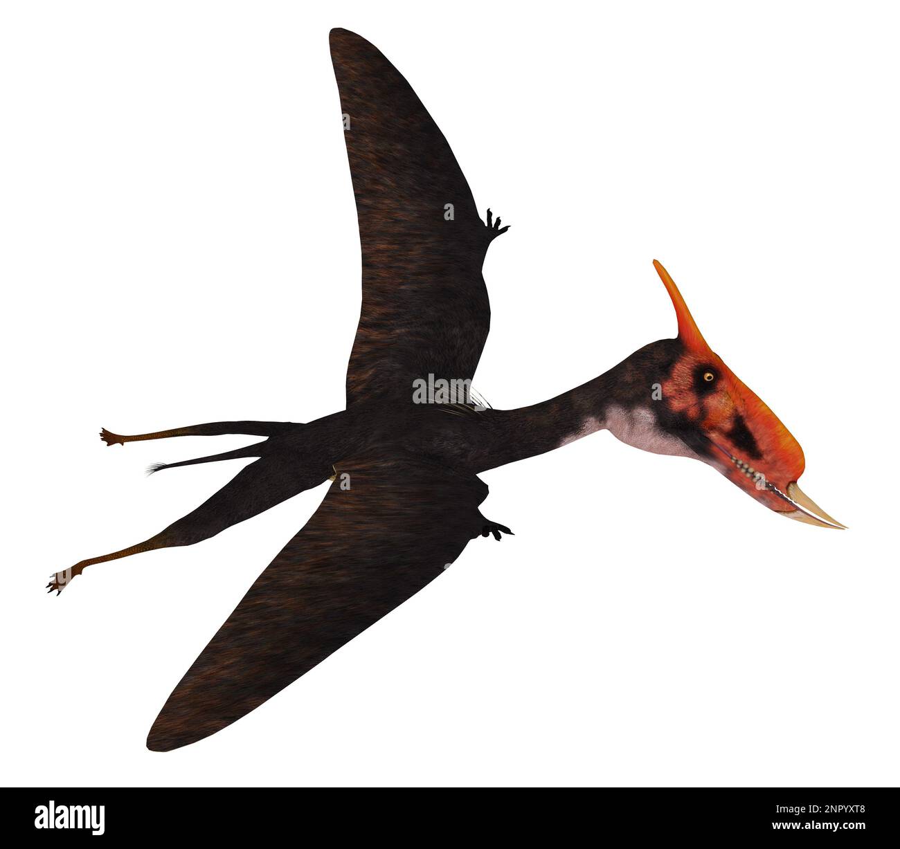 Pterodactyl isolated hi-res stock photography and images - Alamy