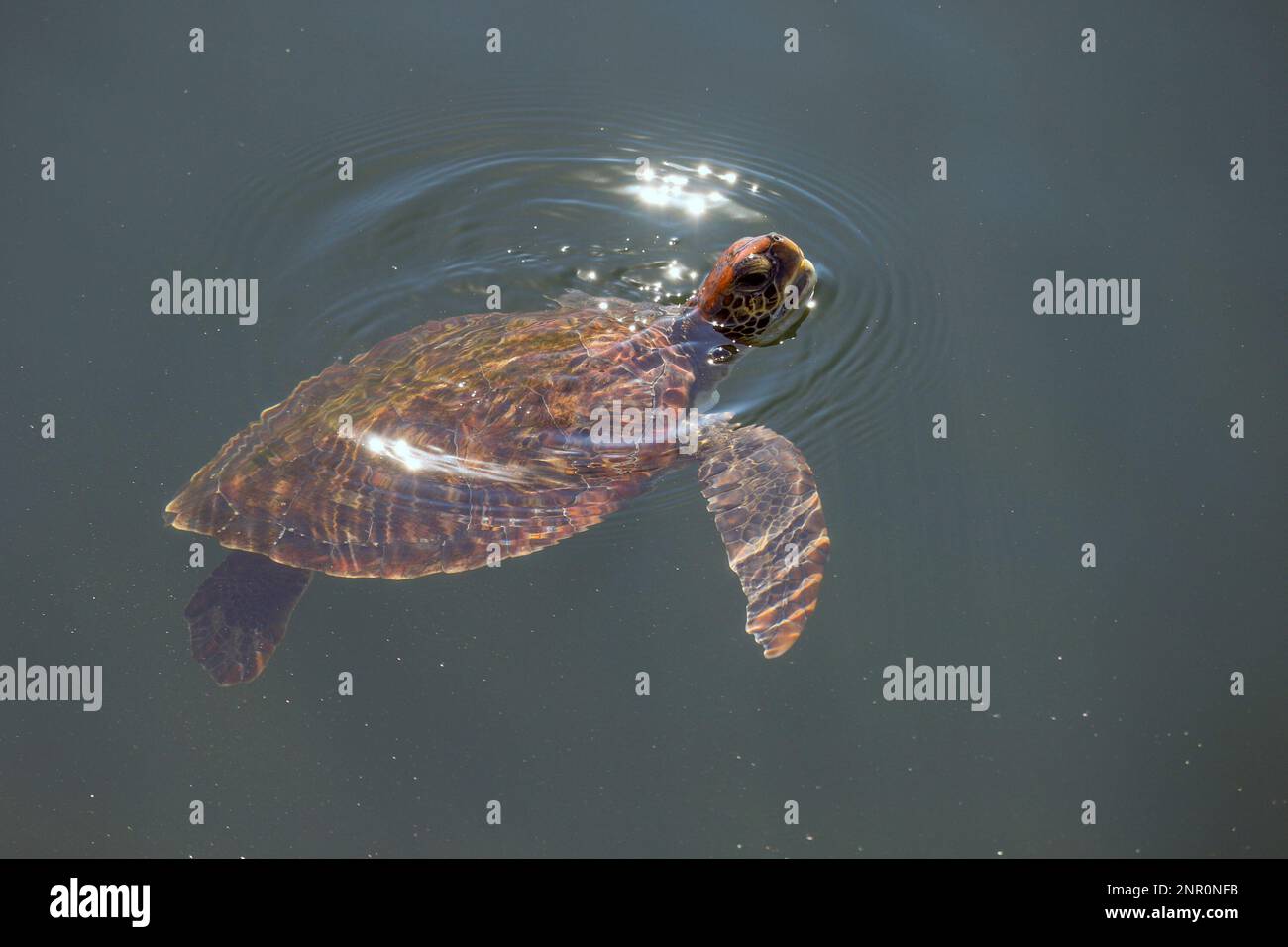 Sea turtles are seen in the waters of Marina da Glia in the city of Rio ...