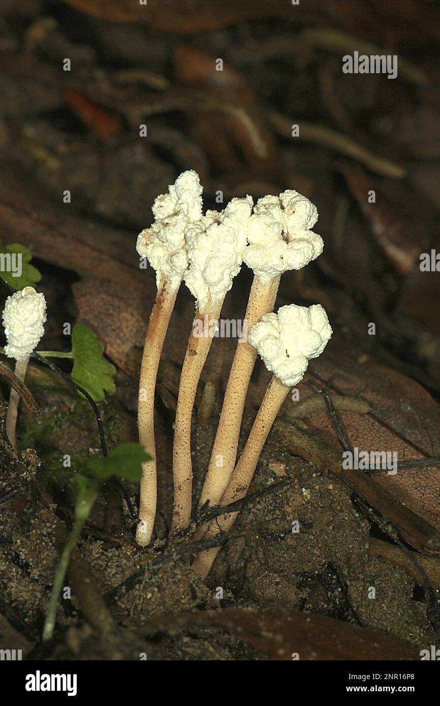 Lichenised fungus (Cordyceps sinclarii) Stock Photo