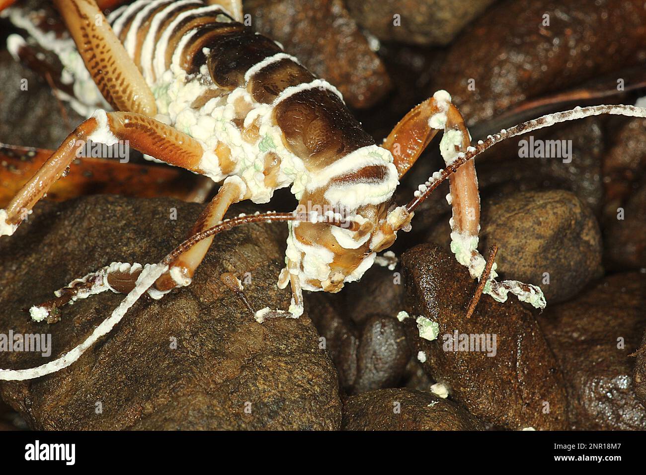 Wellington tree weta infected with icing sugar fungus Stock Photo