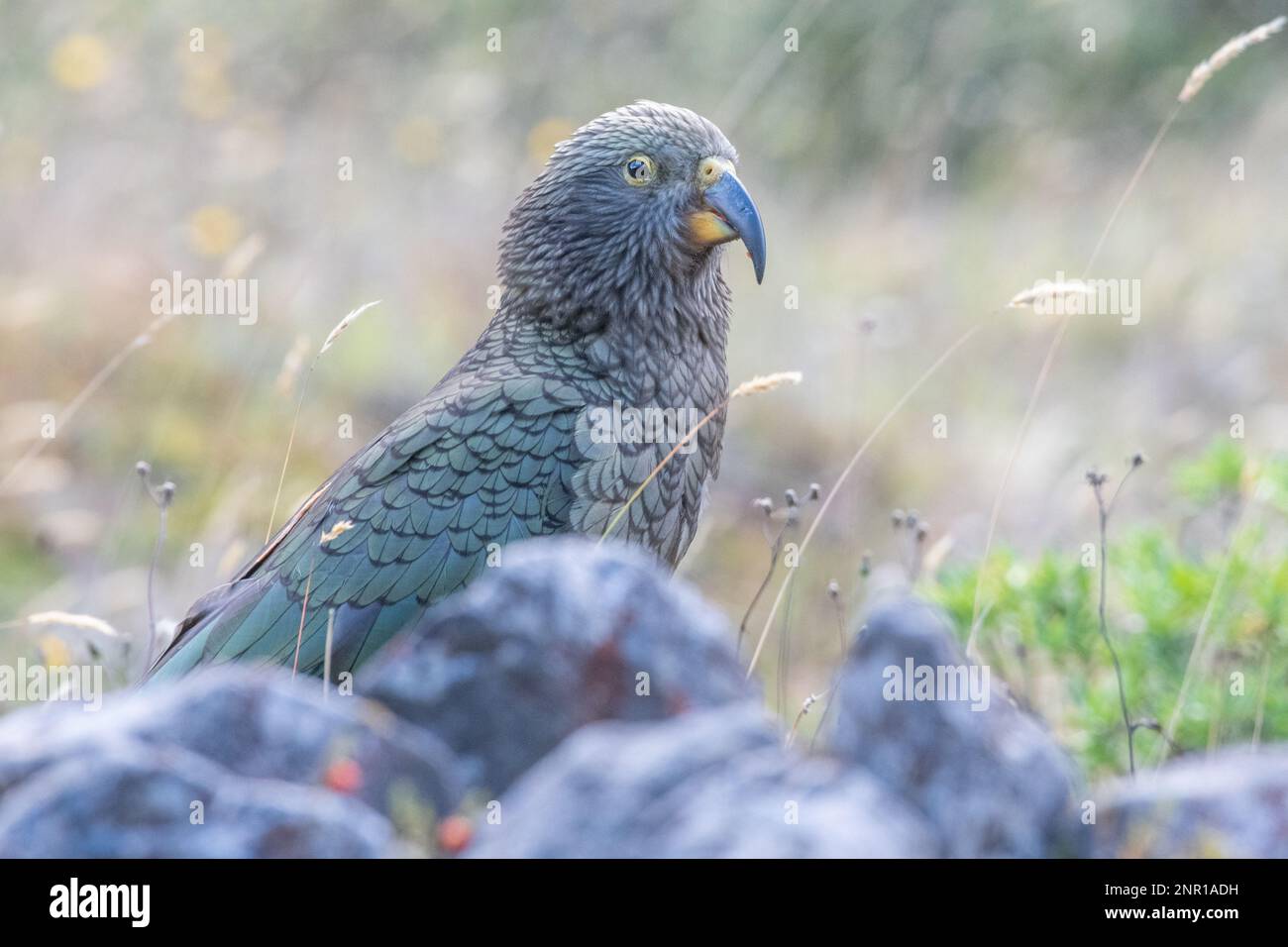 Kea (Nestor notabilis) an endangered species of parrot endemic to New Zealand, one of the iconic wildlife species of the South Island & Southern alps. Stock Photo