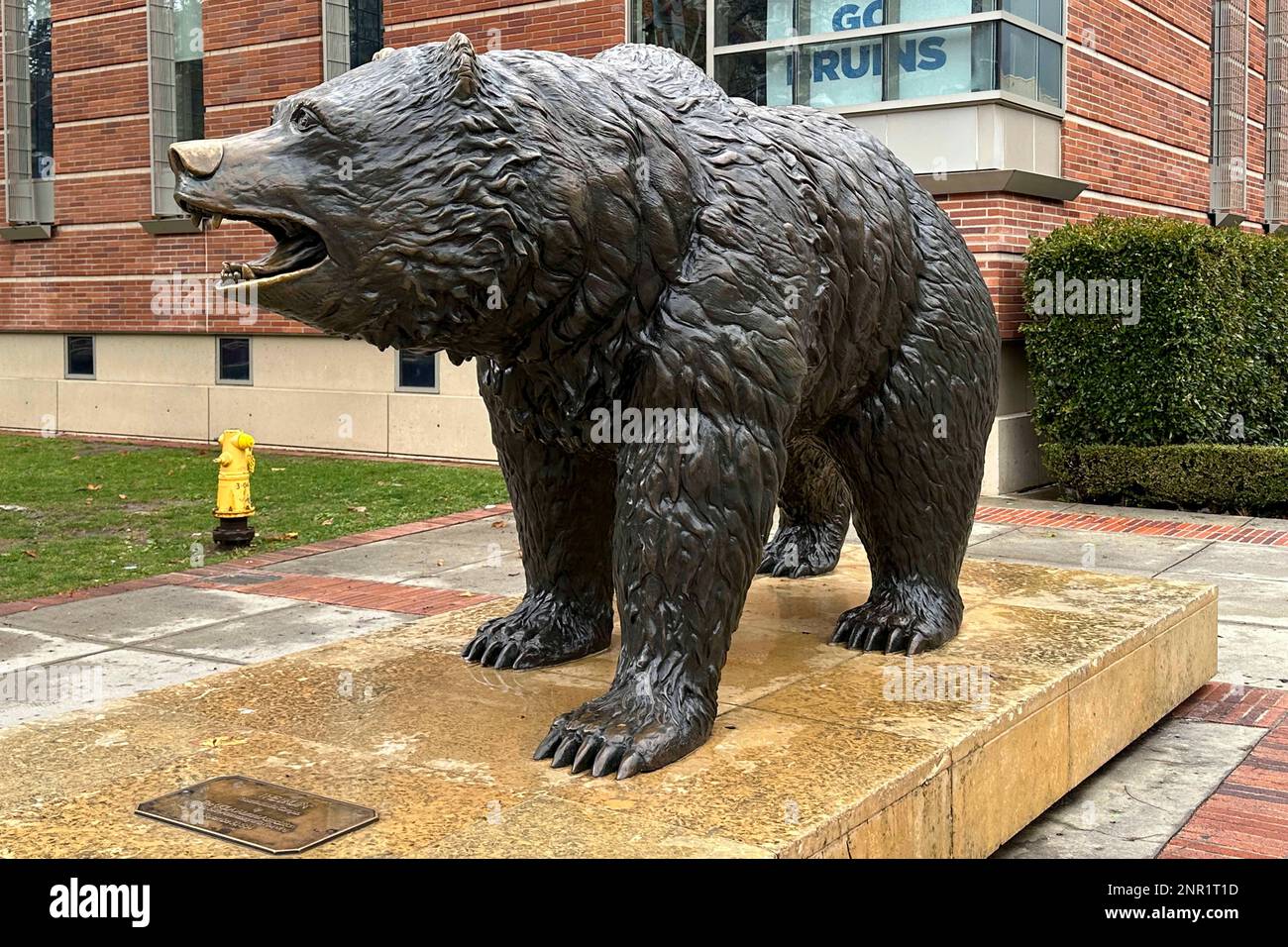 The Bruin bear statue in Bruin Plaza on the UCLA campus, Saturday, Feb