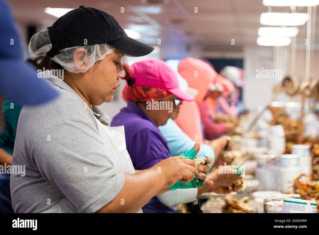 Melva Guadalupe Vazquez, 28, of Ciudad del Maiz, rapidly picks crab