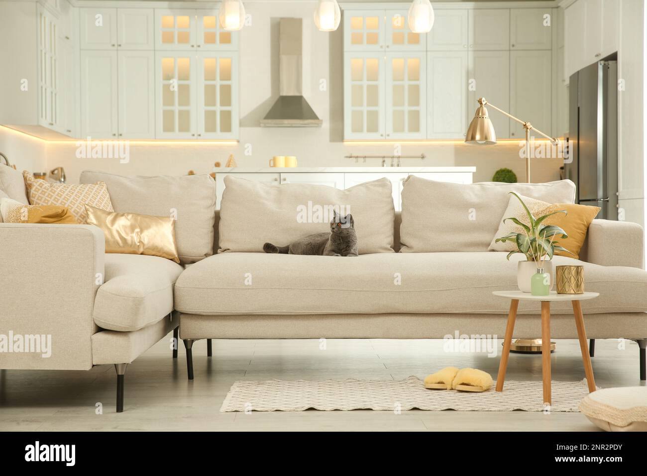 Modern living room interior. Adorable grey British Shorthair cat on ...