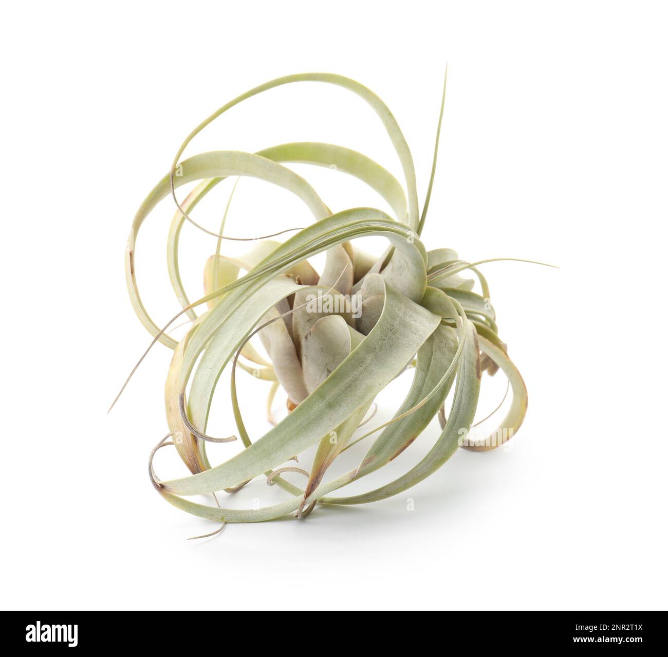 Tillandsia xerographica hi-res stock photography and images - Alamy