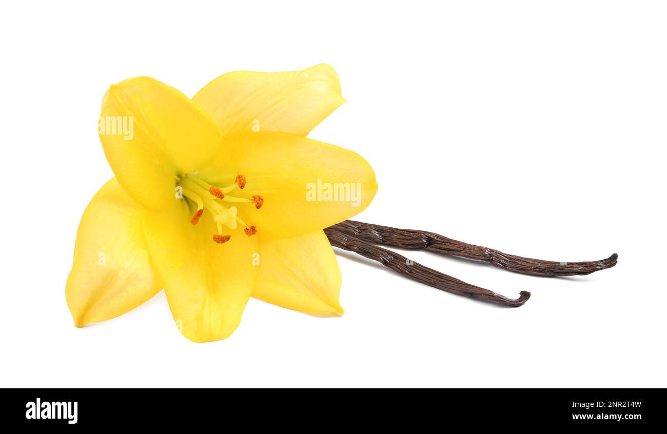 Lily flower and vanilla sticks on white background Stock Photo