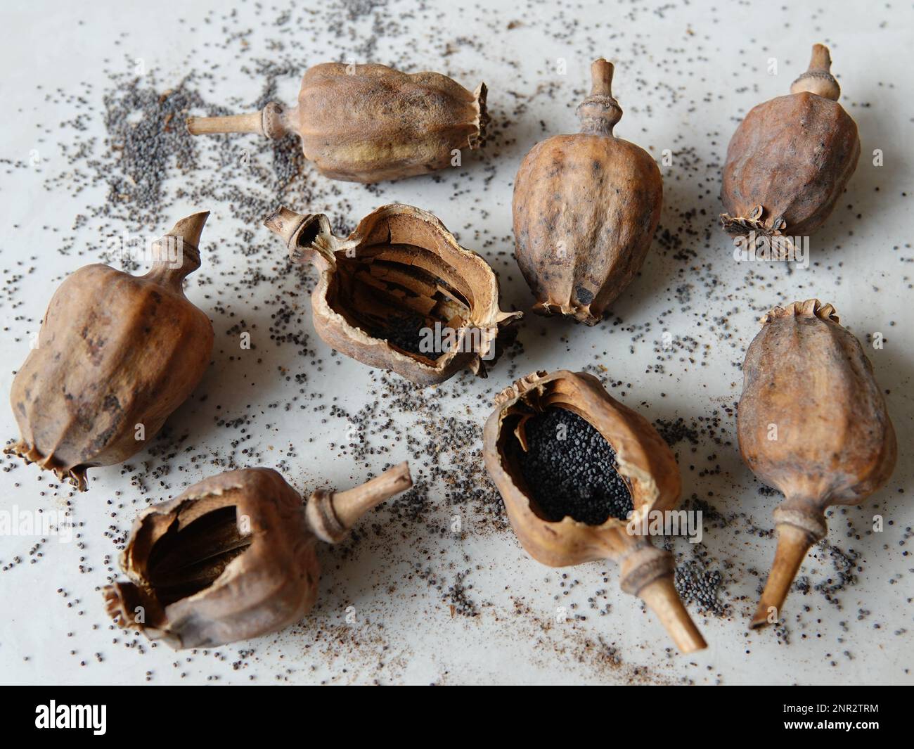 Poppy Shell Chinese poppy hi-res stock photography and images - Alamy