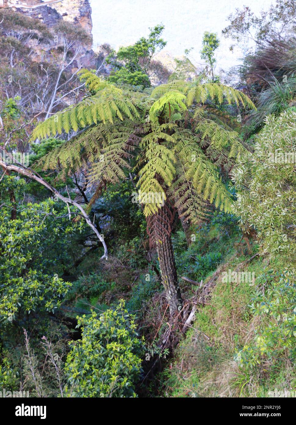 A tall, beautiful tree fern grows along a walking track in the Blue