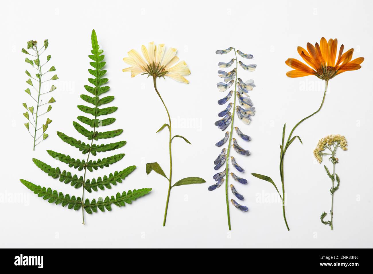 Wild dried meadow flowers on white background, top view Stock Photo