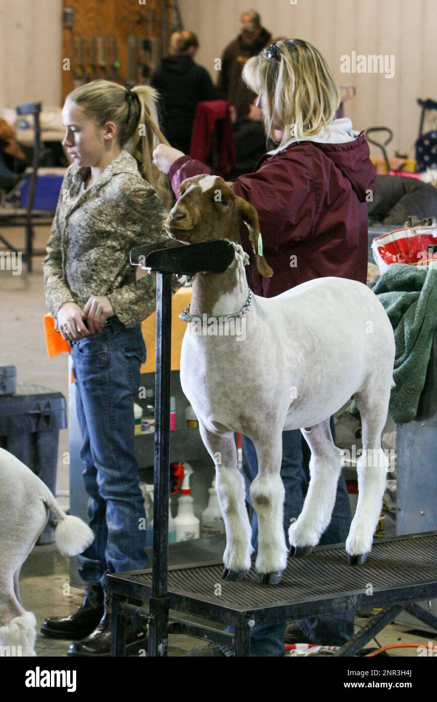 Arizona National Livestock Show, Phoenix Stock Photo Alamy
