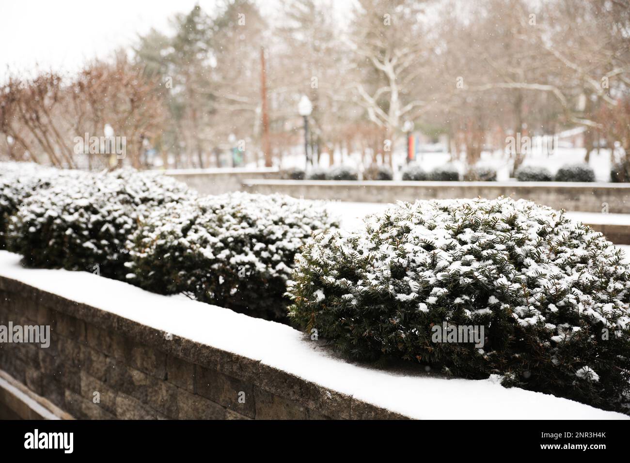 snow on bushes and trees in the city and park during winter holiday outdoors Stock Photo