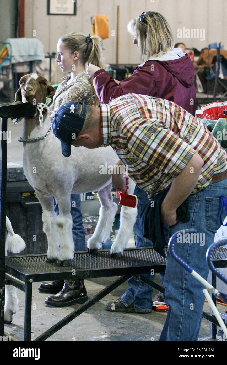 Arizona National Livestock Show, Phoenix Stock Photo Alamy