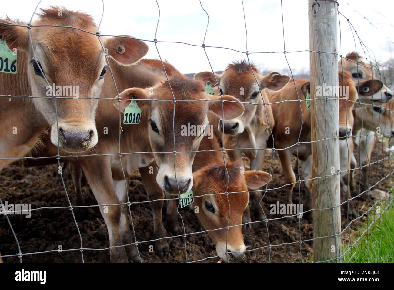 High Lawn Farm