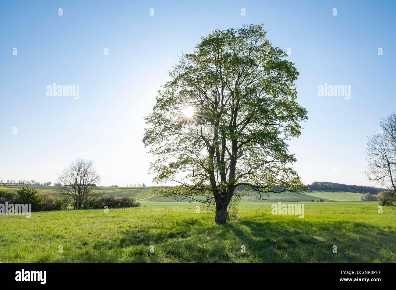 Sycomore Tree Germany Sycamore maple (Acer pseudoplatanus), solitary, backlit with sun star ...