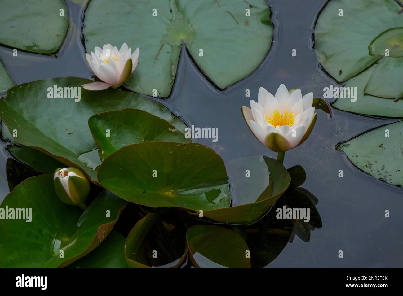 Botany nymphaeaceae white hi-res stock photography and images - Alamy