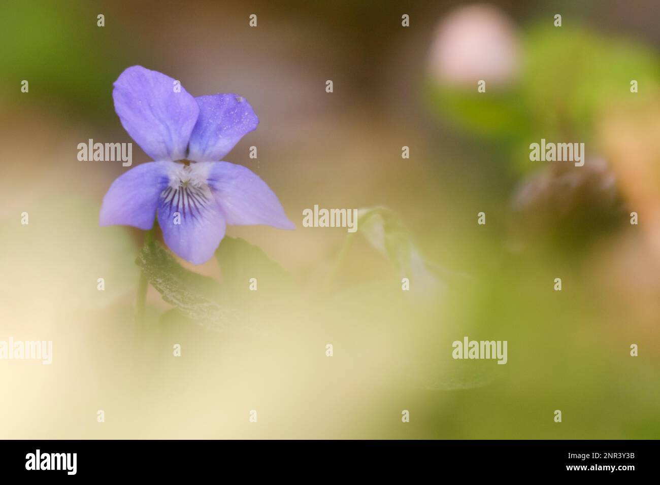 Flower forest hi-res stock photography and images - Alamy