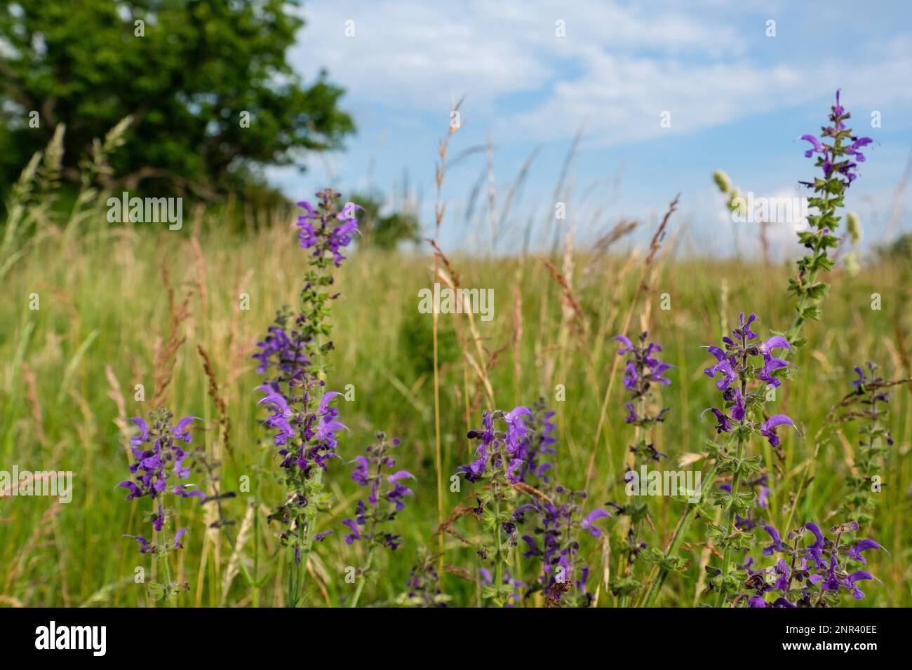 Natural meadow Stock Photo