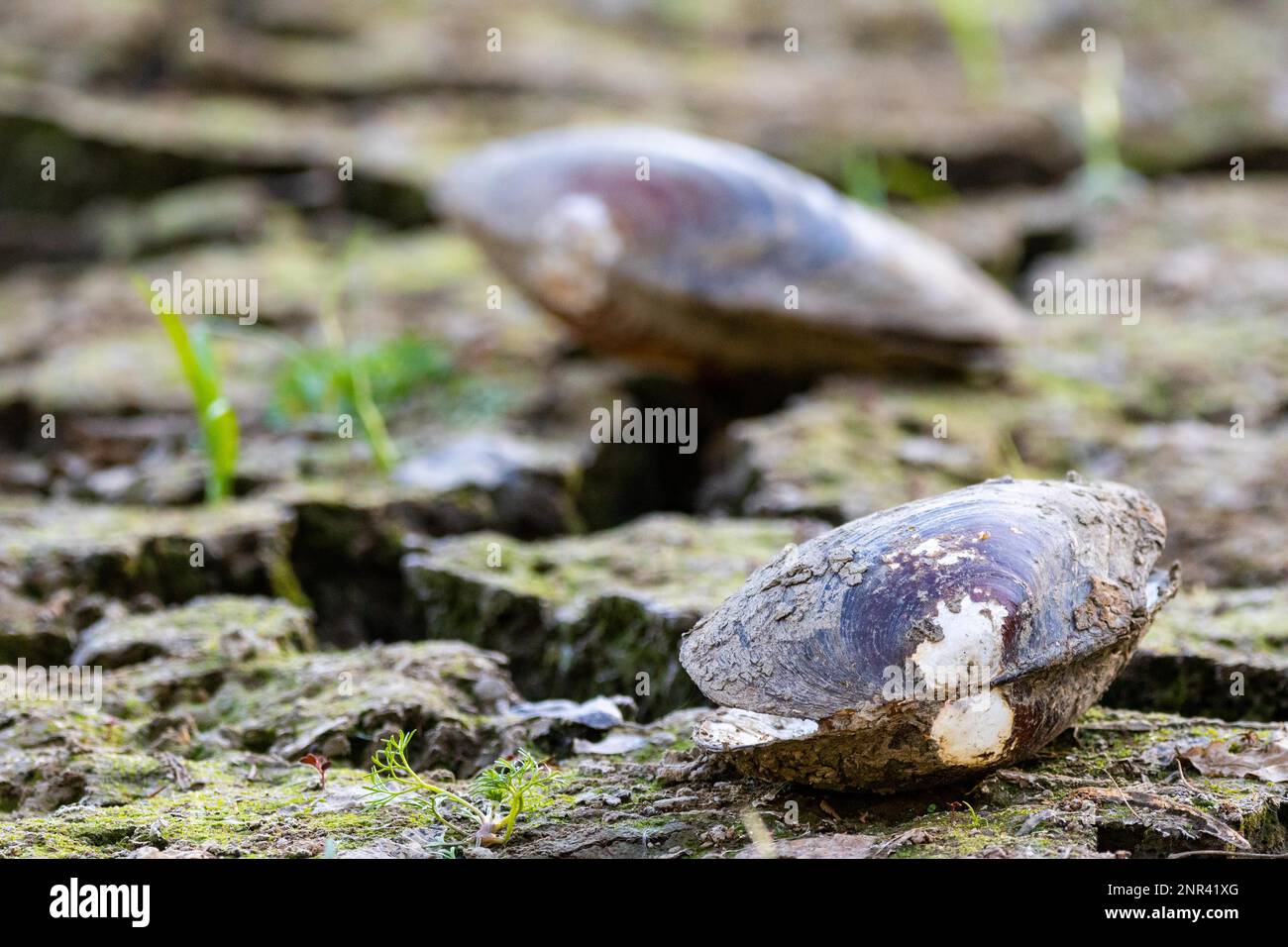 Dried up pond in summer 2018 with mussel Stock Photo