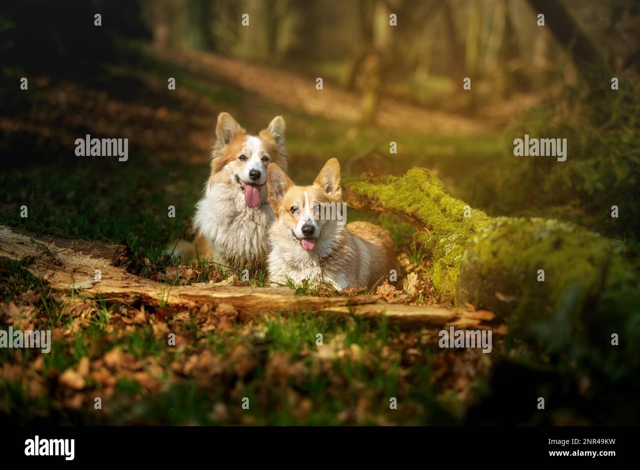 Two Pembroke Welsh Corgi dogs are in the middle of a beautiful forest. Poland, Poland, Europe Stock Photo