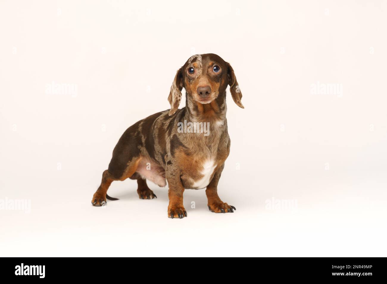 Long haired hotsell rabbit dachshund