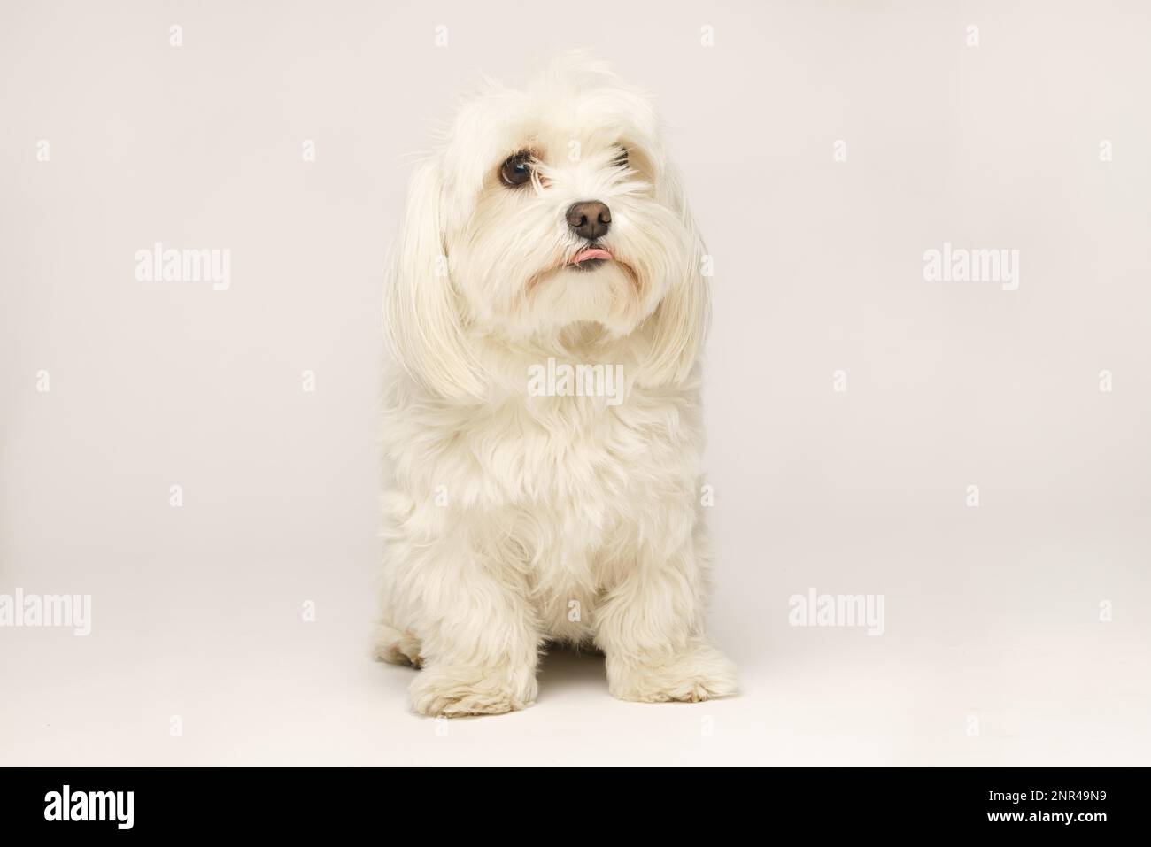 Beautiful white Bichon Maltese isolated on white background in studio ...