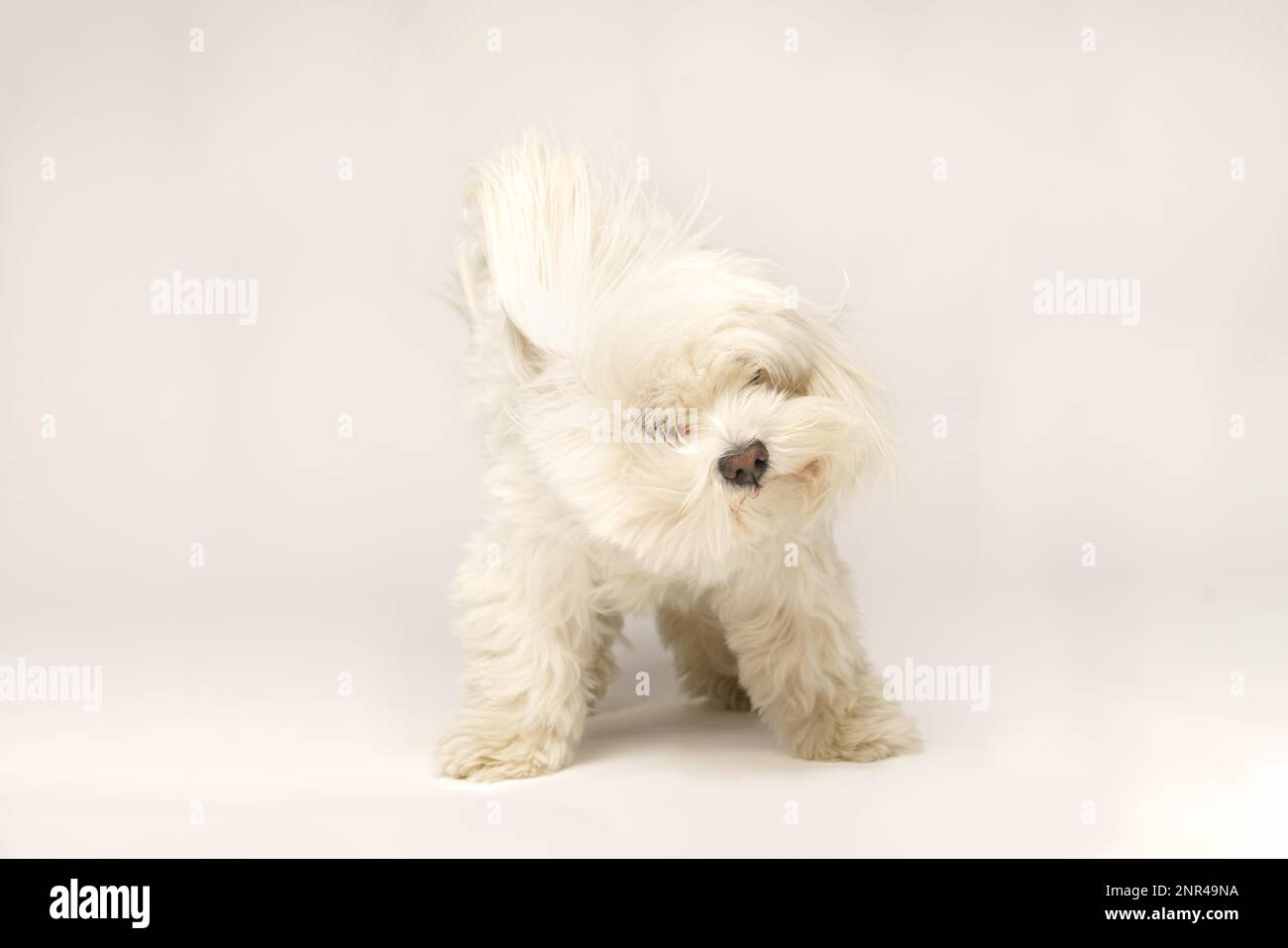 Beautiful white Bichon Maltese isolated on white background in studio ...