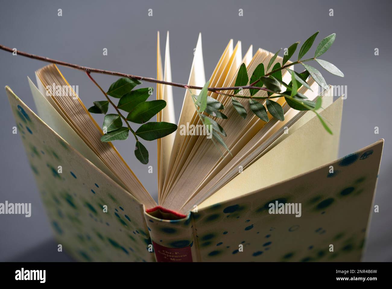 Open book with decorative branch, grey background, still life Stock Photo