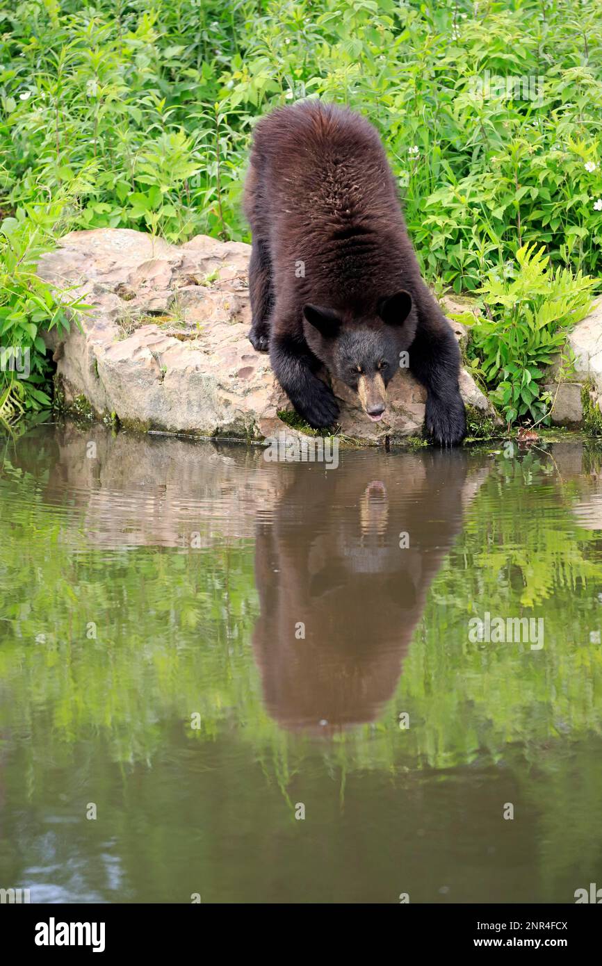 American black bear (Ursus americanus), young at the water, Pine County, Minnesota, North America, USA Stock Photo