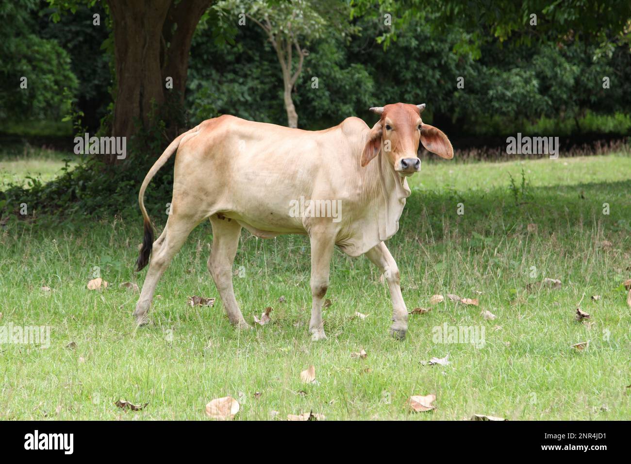 The banteng (Bos javanicus), is a species of wild cattle found in Southeast Asia such as in Thailand Stock Photo