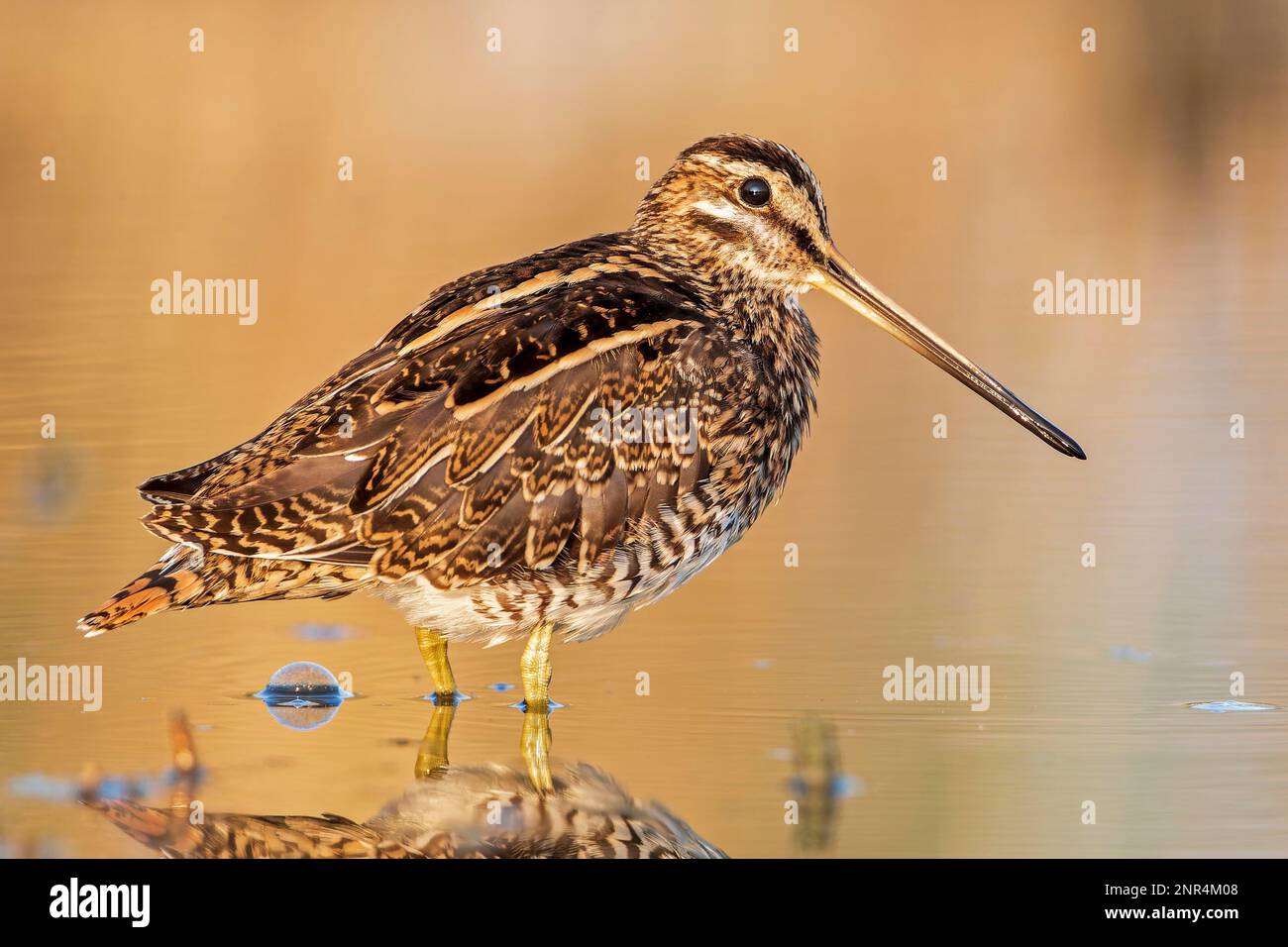 Common snipe (Gallinago gallinago) Snipe bird, wading bird, seeking cover  in reeds, foraging, habitat, Lake Neusiedl National Park, Austria, Europe  Stock Photo - Alamy