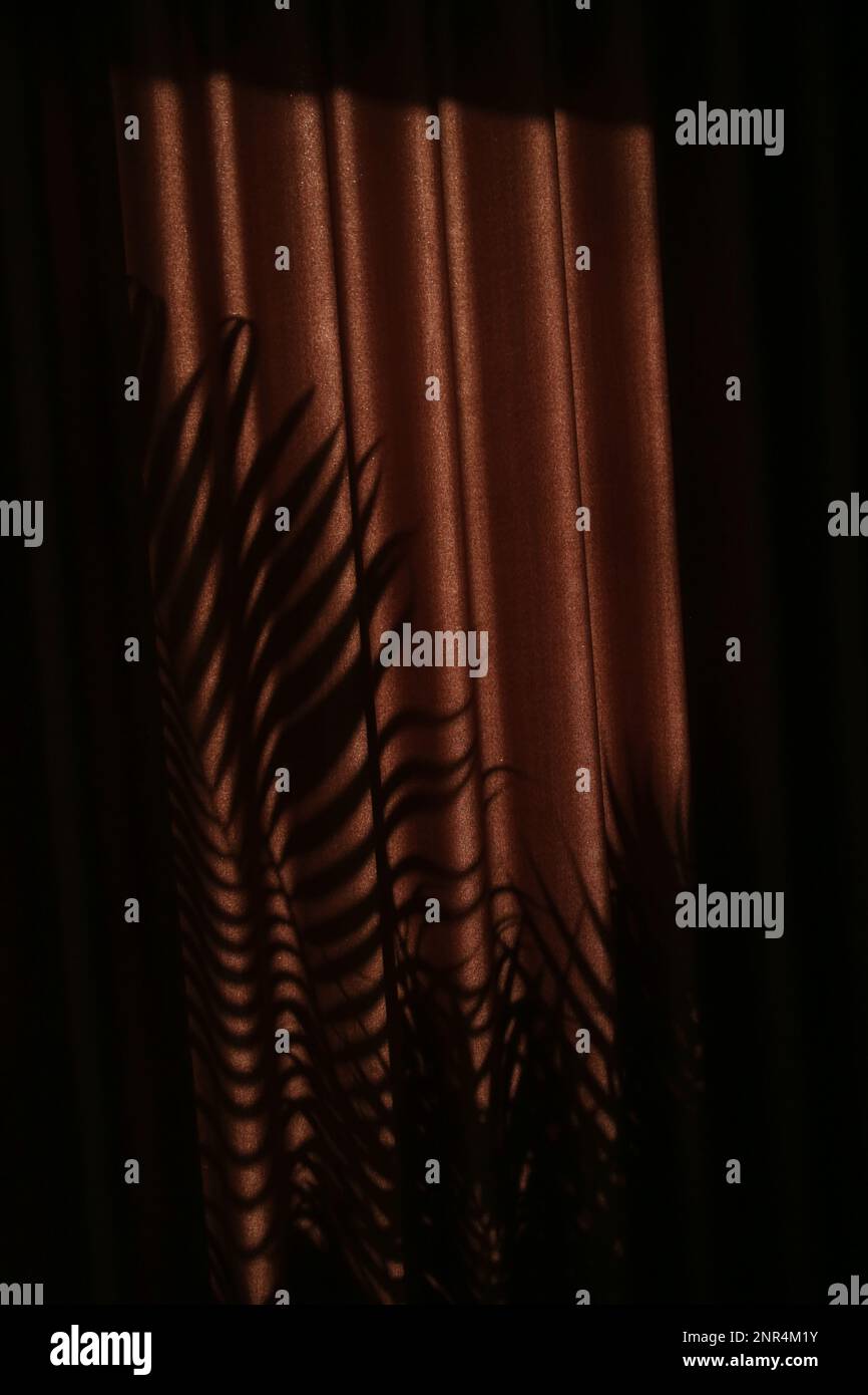 Palm tree shadows on drapes during golden hours Stock Photo