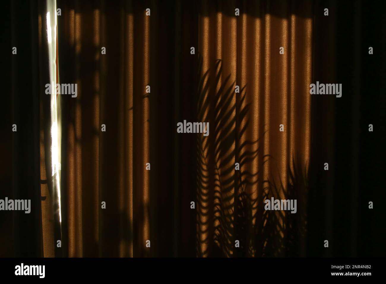 Palm tree shadows on drapes during golden hours Stock Photo