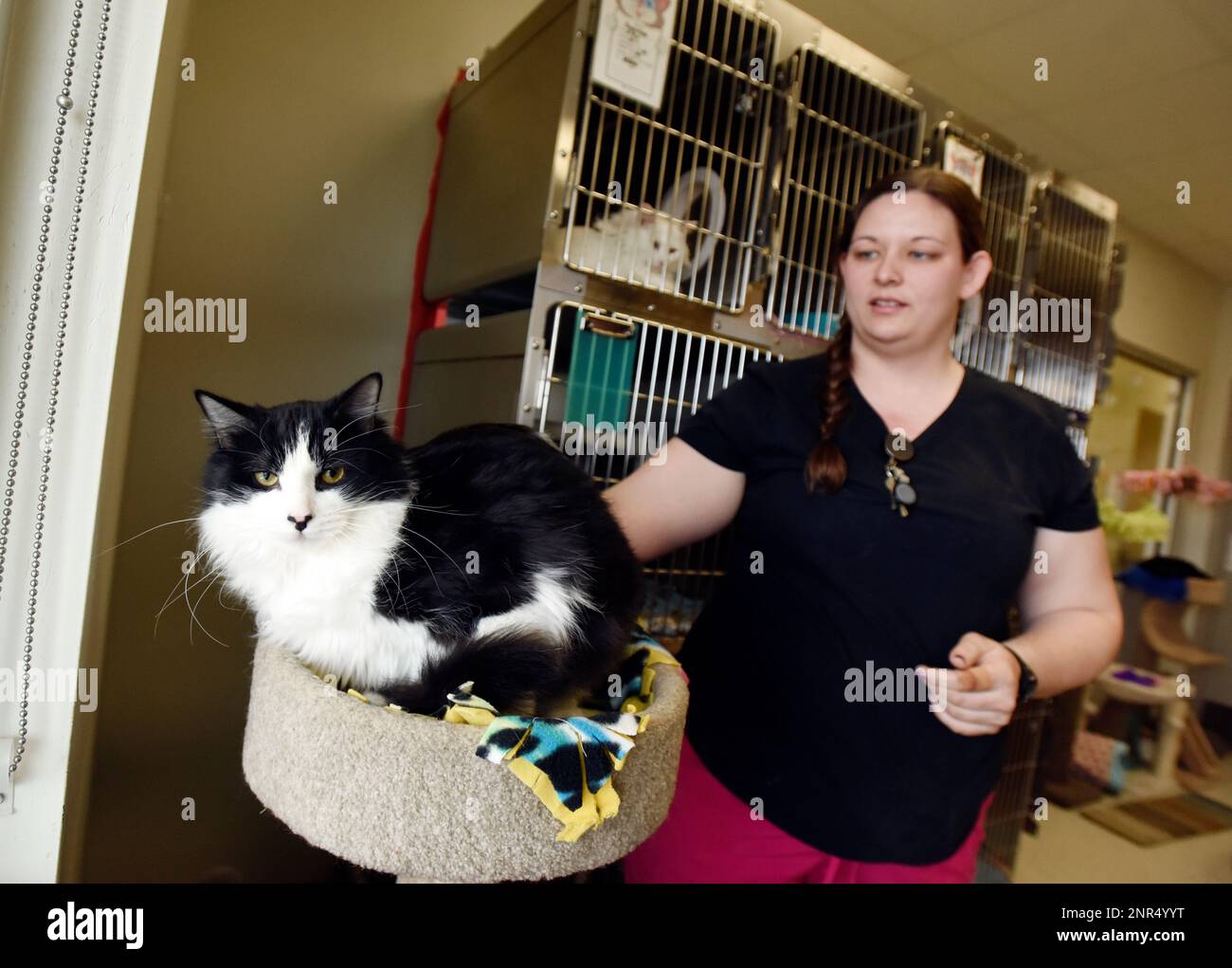 Kennel supervisor Ashley Herr checks on Lunar, one of several cats  available for adoption at the Berrien County Animal Control Department in  Benton Harbor, Mich., Wednesday, March 25, 2020. The shelter is