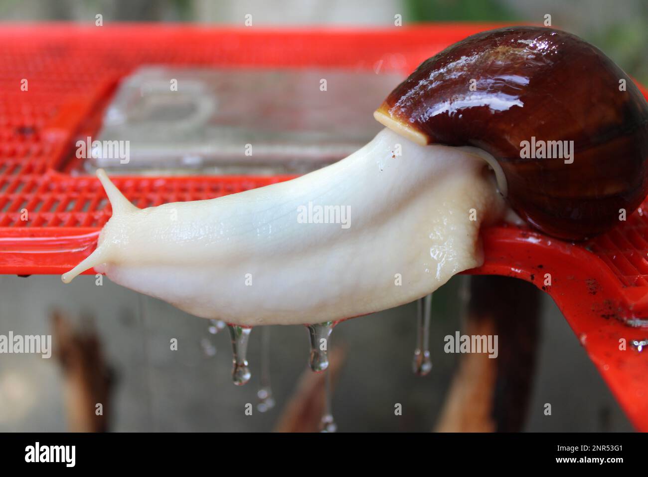 Giant African land snail on top of terrarium, dripping slime when wet Stock Photo