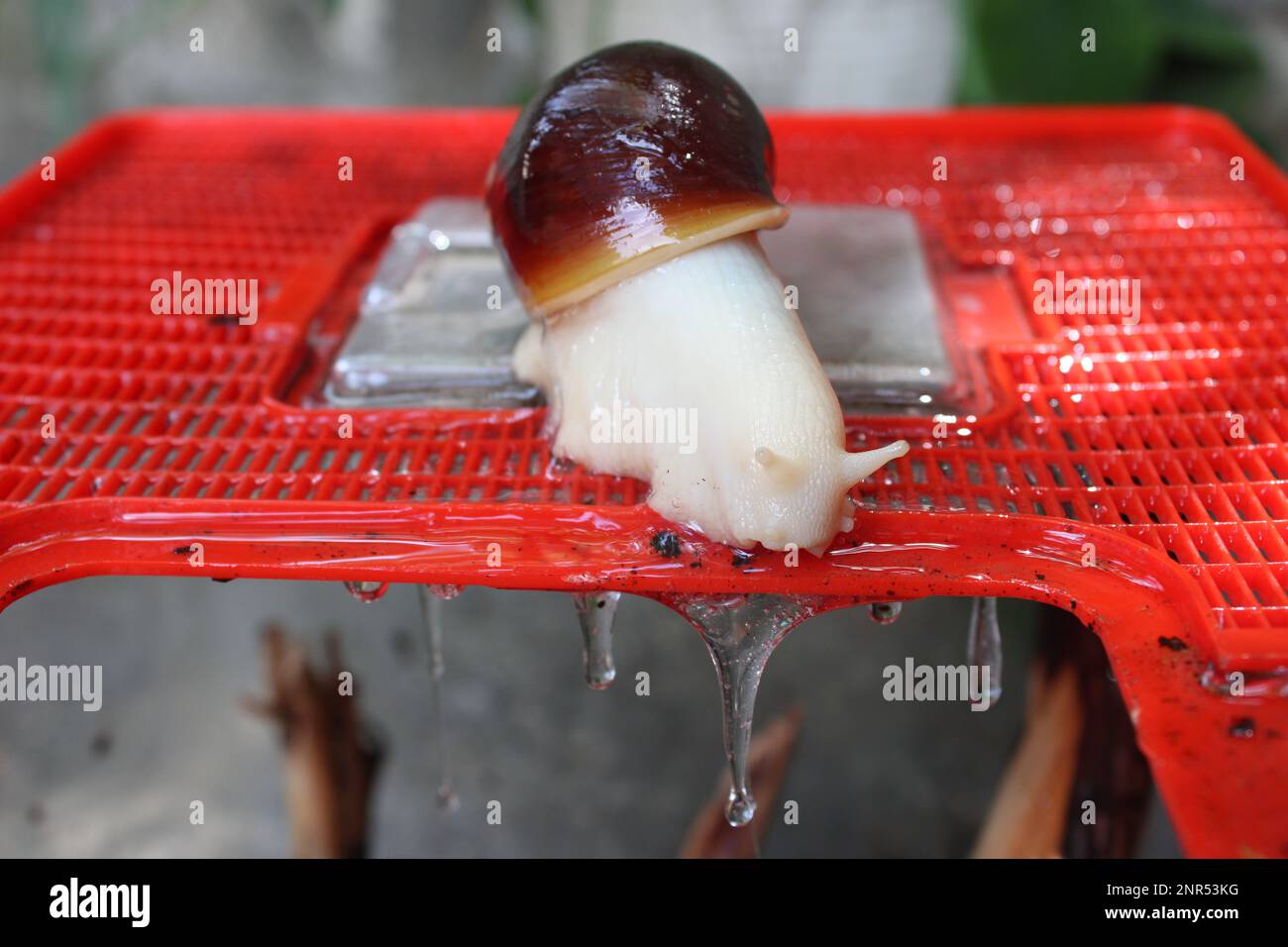 Giant African land snail on top of terrarium, dripping slime when wet