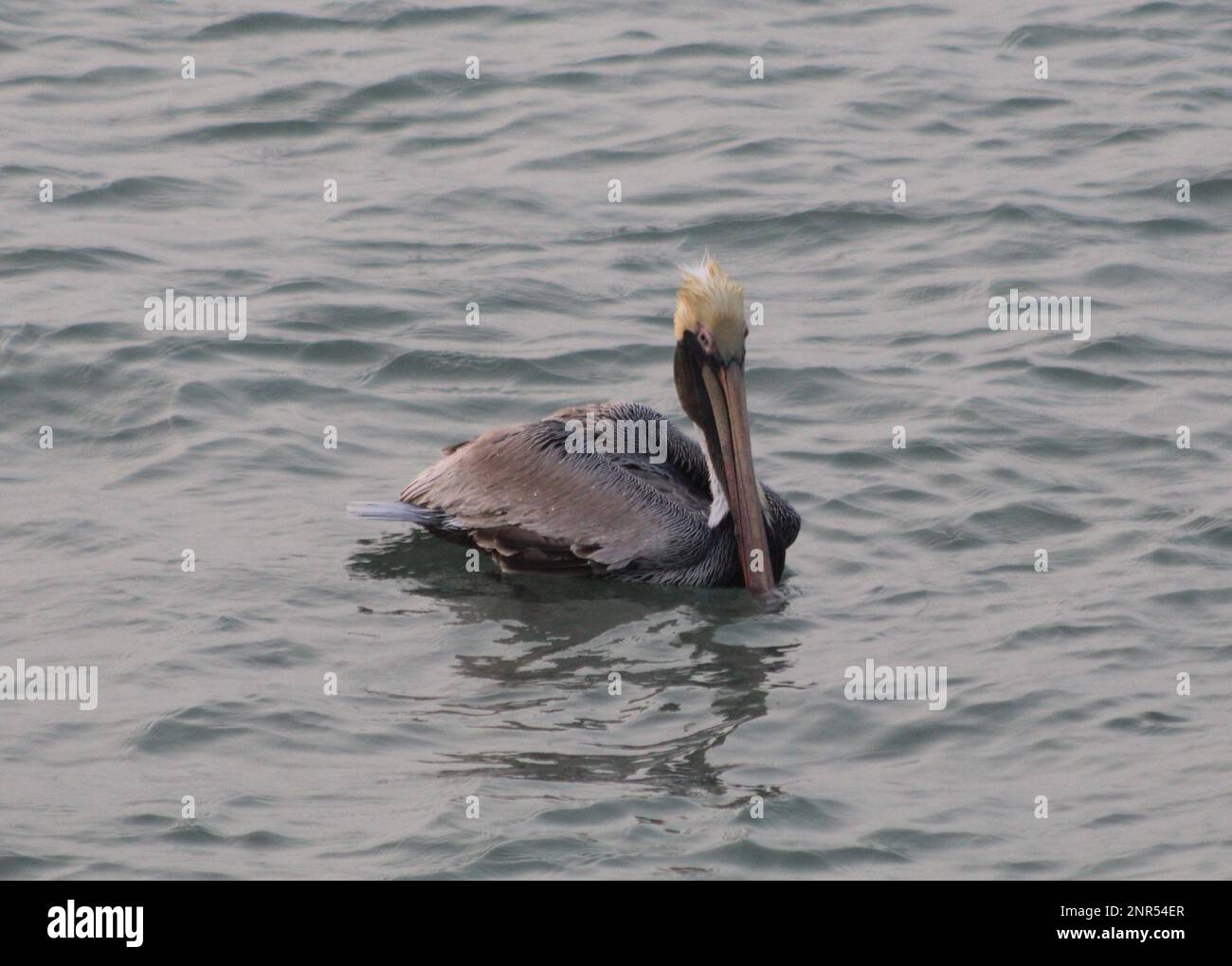 Pelican on the water, Gulf of Mexico, South Padre Island Texas Stock Photo