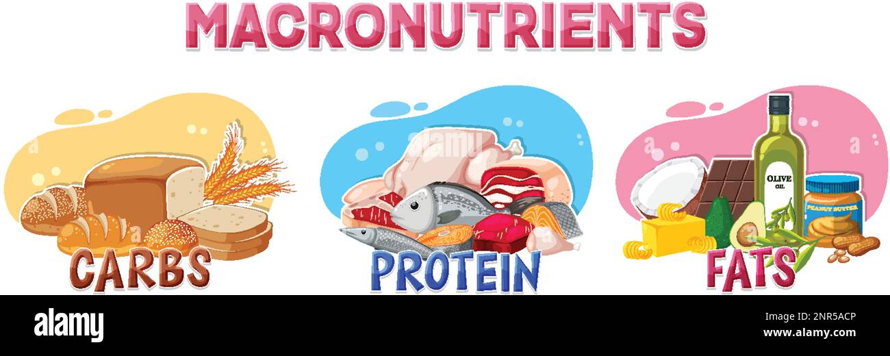 Macronutrients diagram with food ingredients illustration Stock Vector ...