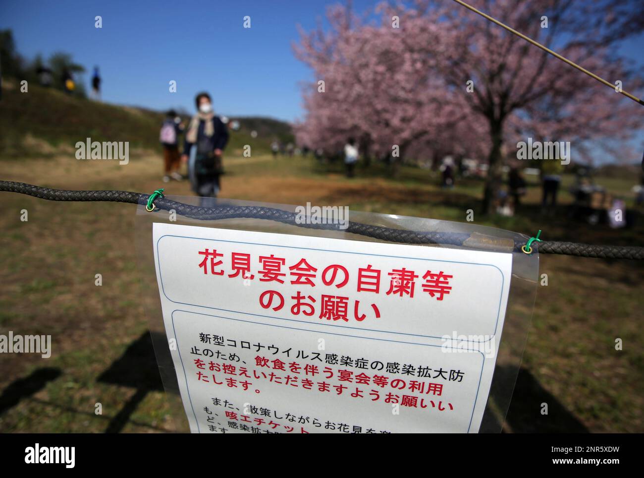 Information which request not to eat and drink under cherry blossoms in full bloom at Kitaasaba Sakura Zutsumi park in Sakado, Saitama Prefecture on March 12, 2020, amid an outbreak of the coronavirus CIVID-19 in Japan. It is Japanese traditional custom to gather under the trees and enjoy earing and drinking in cherry blossom, sakura, season. ( The Yomiuri Shimbun via AP Images ) Stock Photo