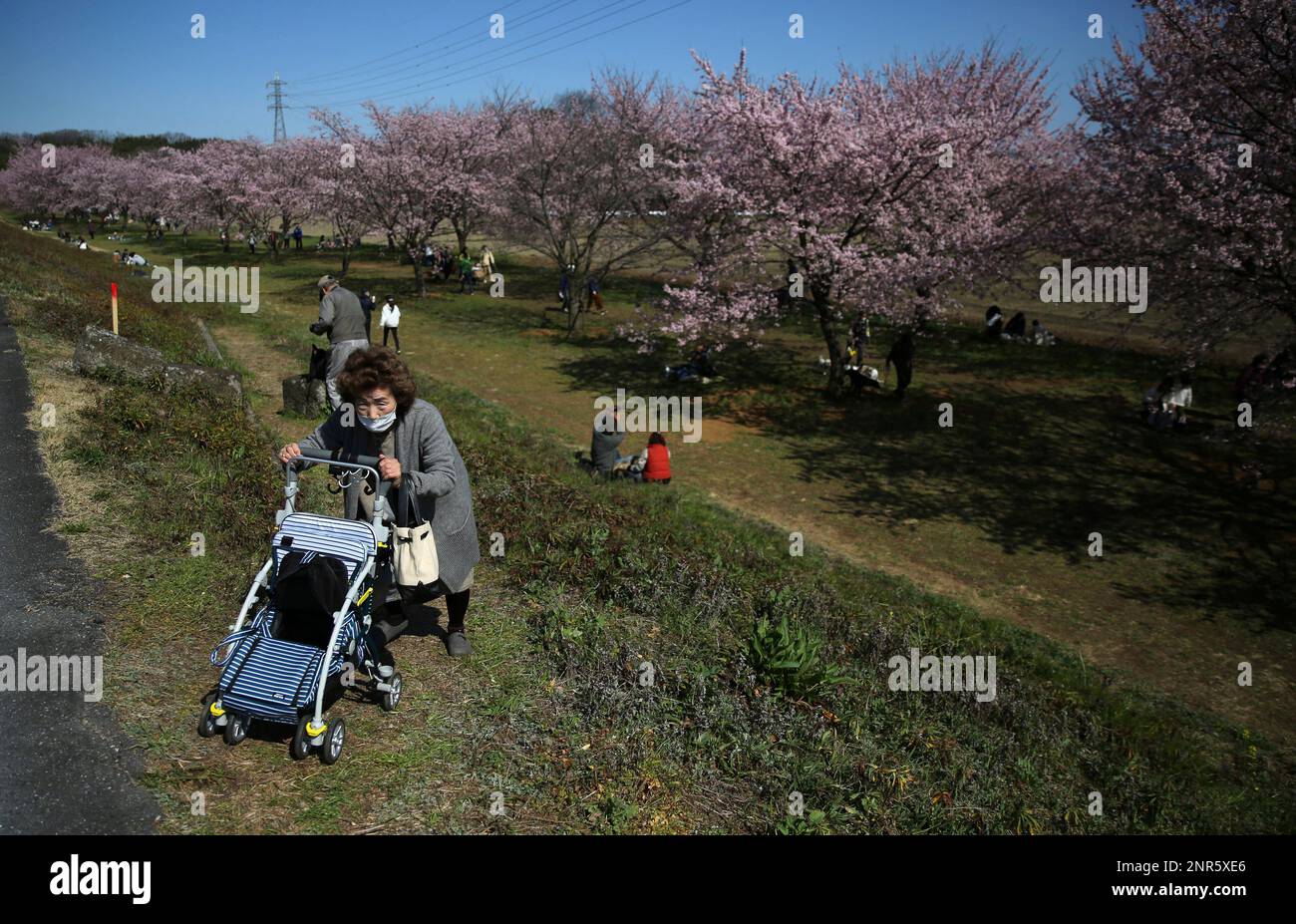 People wear masks as they stroll under cherry blossoms in full bloom at Kitaasaba Sakura Zutsumi park in Sakado, Saitama Prefecture on March 12, 2020, amid an outbreak of the coronavirus CIVID-19 in Japan.( The Yomiuri Shimbun via AP Images ) Stock Photo