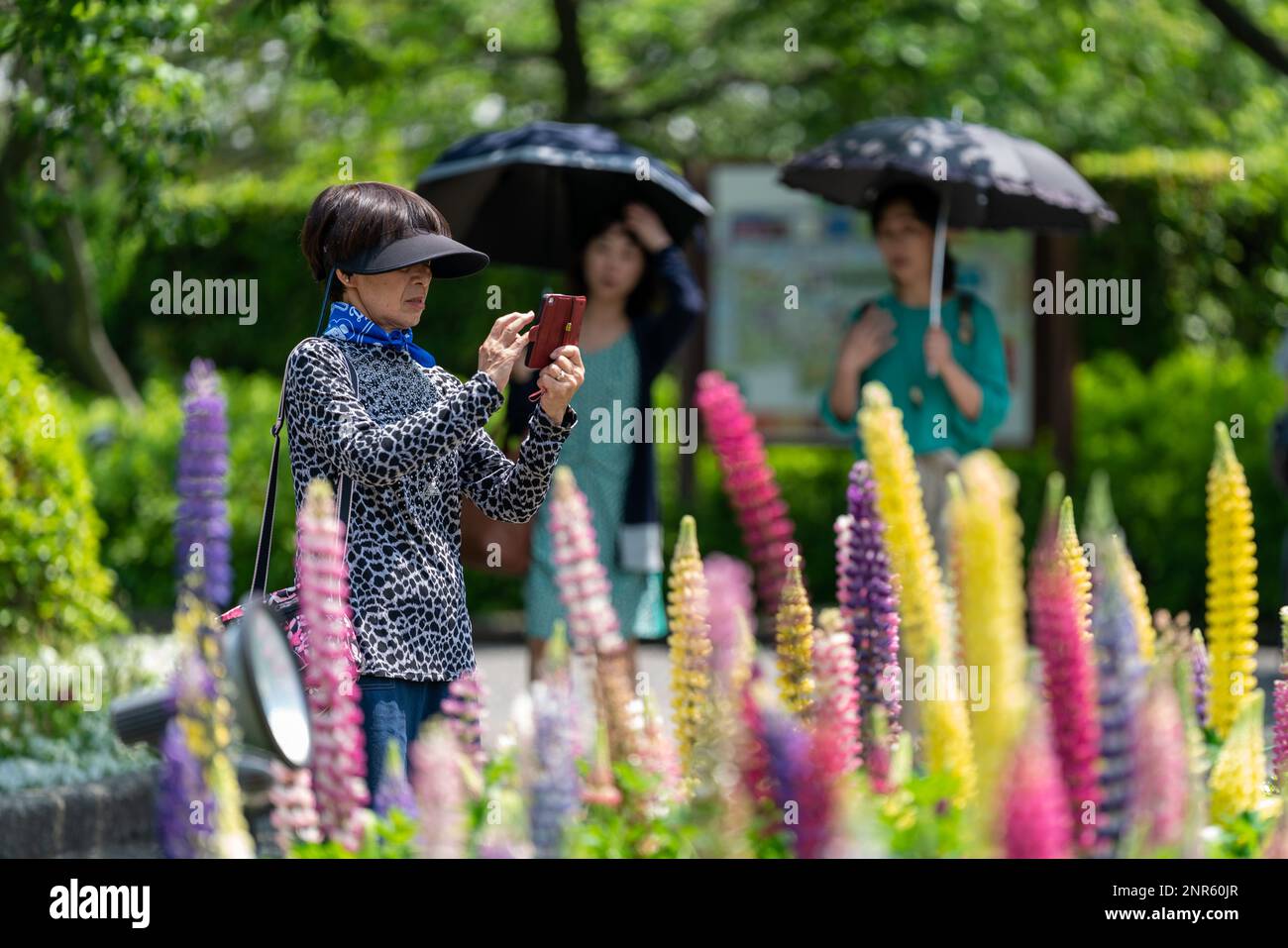 A lady wearing a sunvisor takes pictures of the blossoming Lupins at Nabano No Sato Garden Festival in Japan. Stock Photo