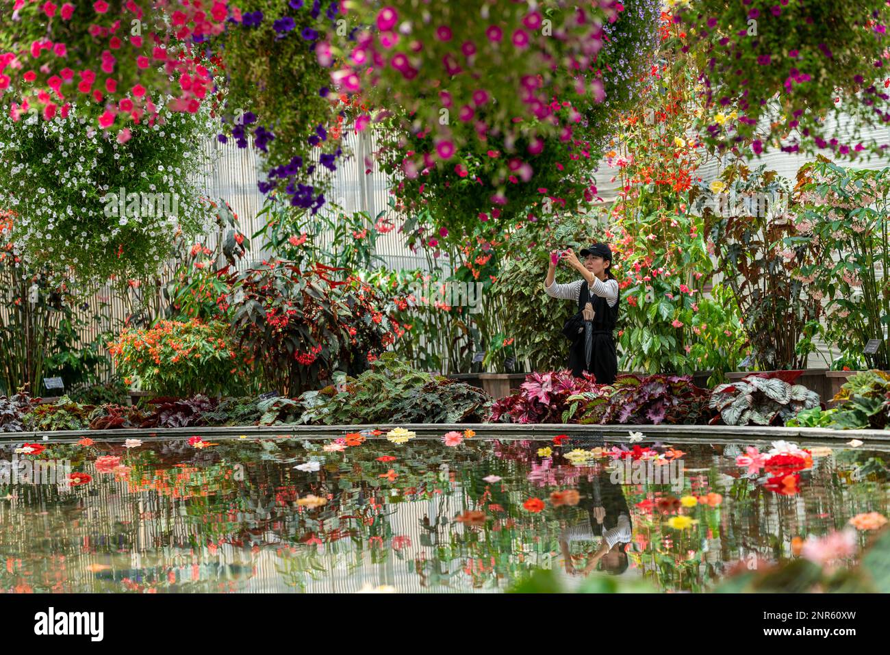 A women takes a picture of the flowers at the Begonia Gardens at Naban No Sato Flower Park, Kuwana, Mie, Japan. Stock Photo