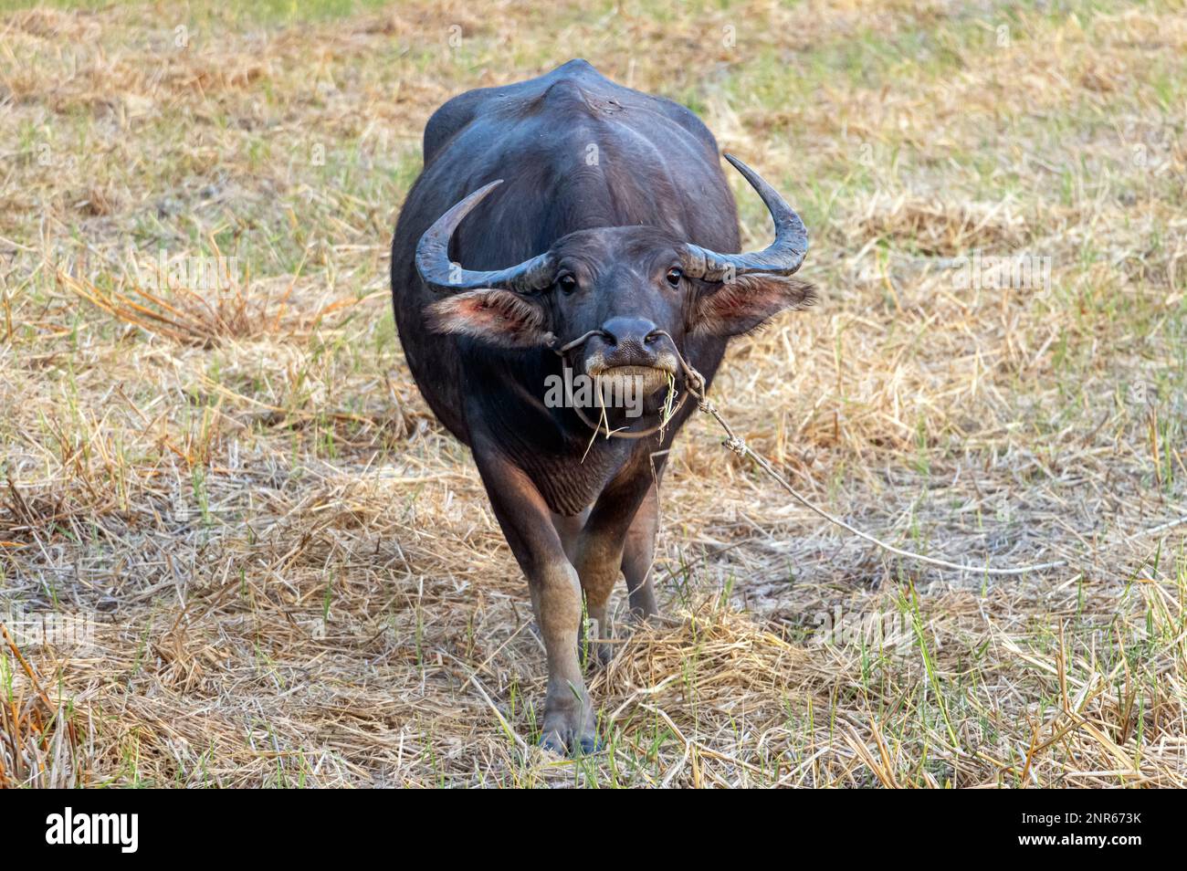 A water buffalo is grazing in a meadow and looks into camera Stock Photo