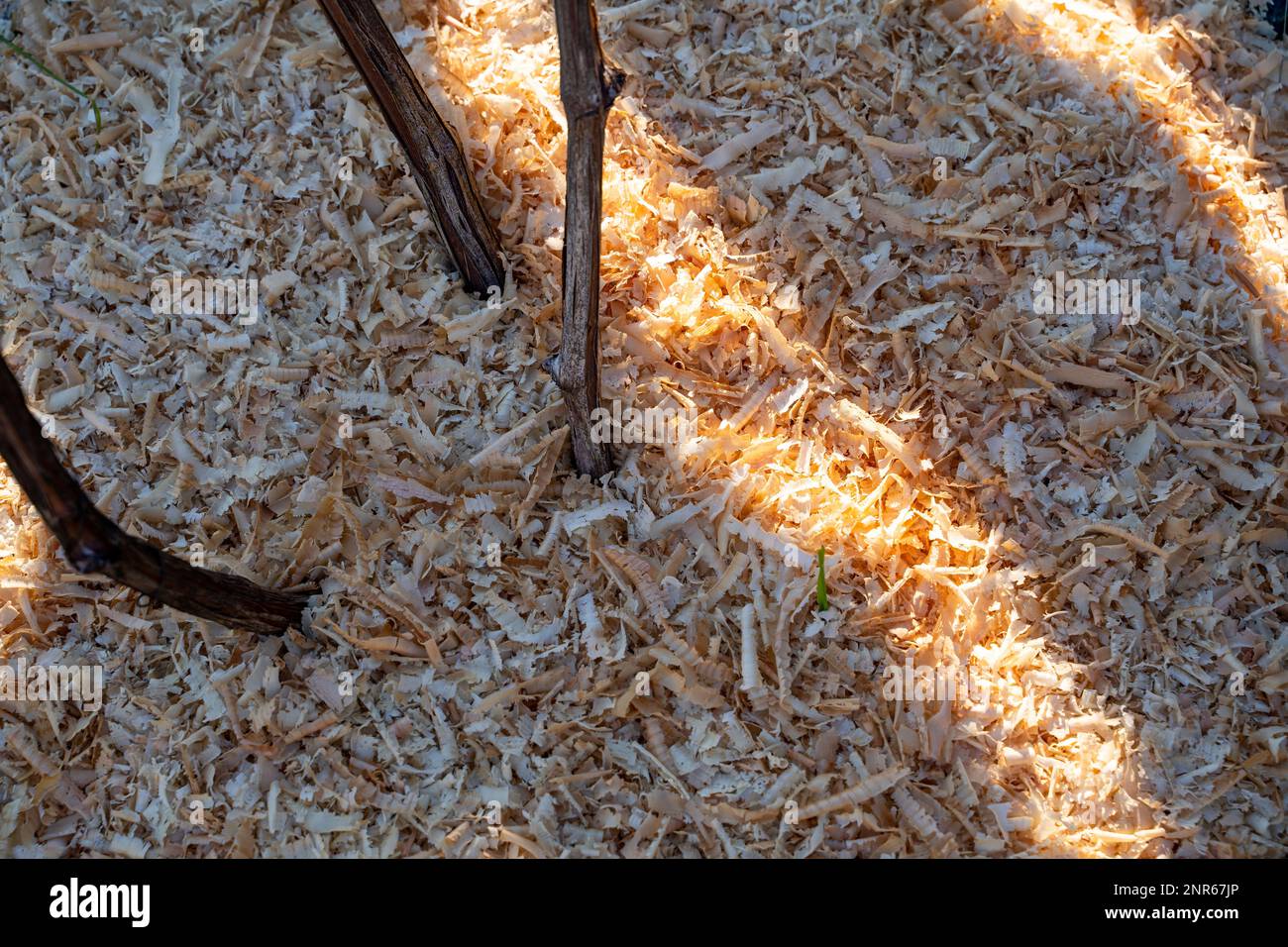 Vine roots are protected by sawdust mulch closeup. Vineyard soil