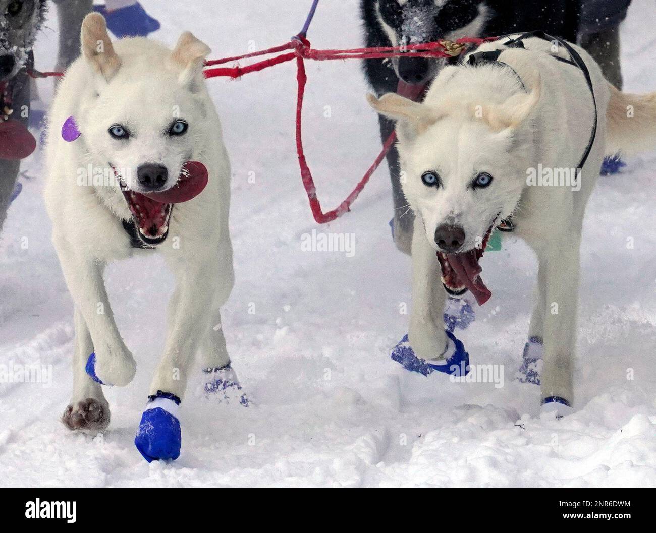 Lead dogs at the ceremonial start of the 48th Iditarod Trail Dog Sled