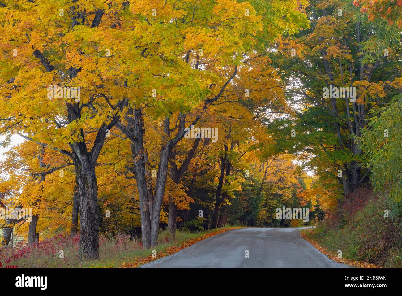 A lazy Sunday drive shows mid-October fall colours peaking on rural Manitoulin Island, Ontario, Canada. Stock Photo