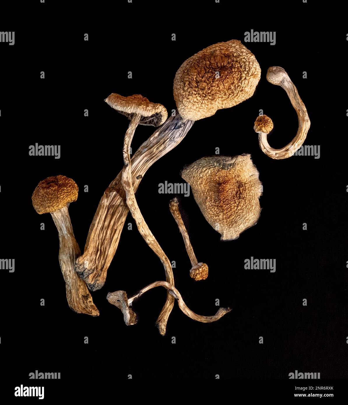 Dried psilocybin mushrooms on black background Stock Photo