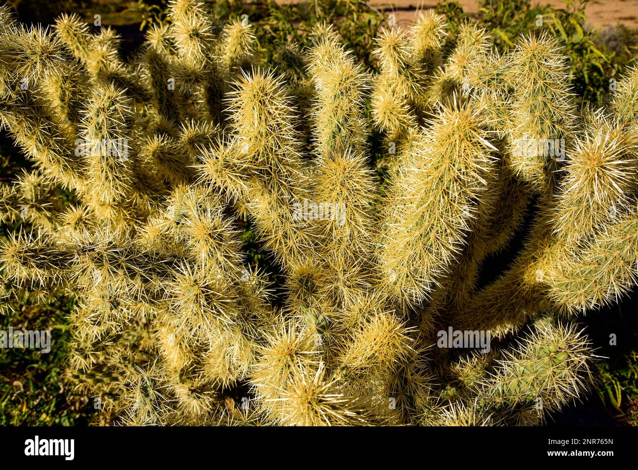 Spines of the Silver Cholla in the desert southwest Stock Photo