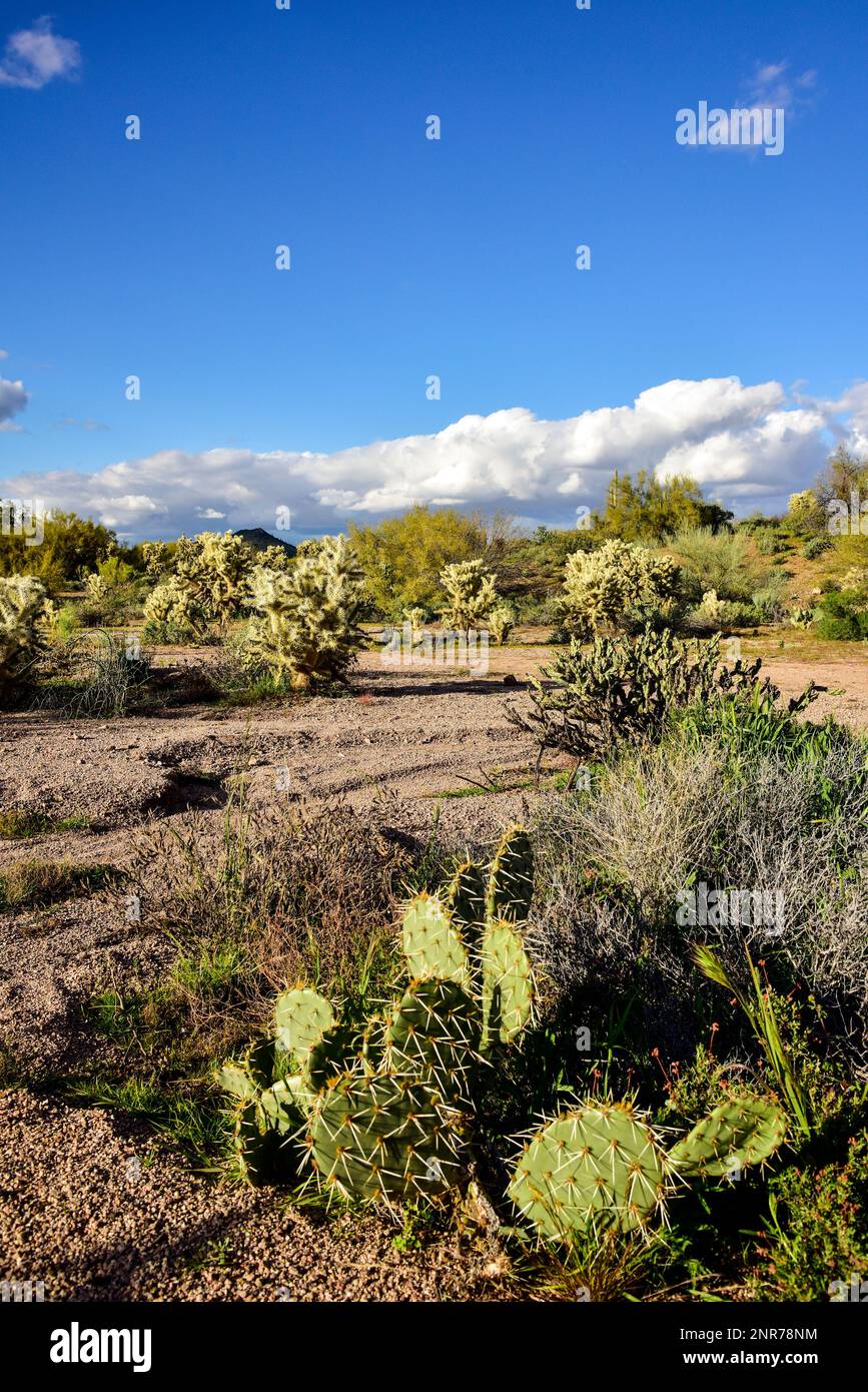 The Superstition Mountain Range landscape near Apache Junction, Arizona