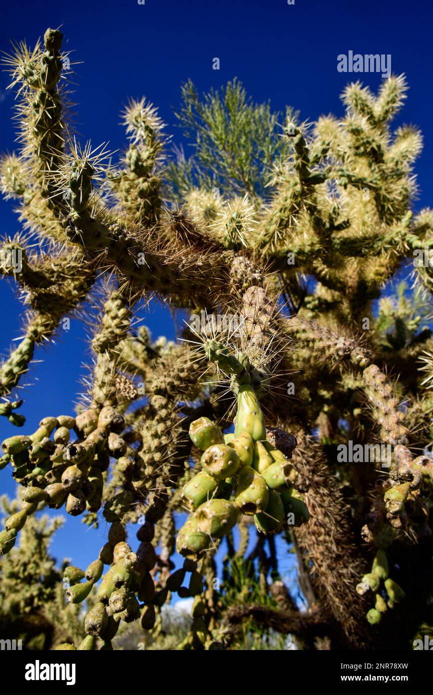 Spines of the Cane Cholla in the desert southwest Stock Photo