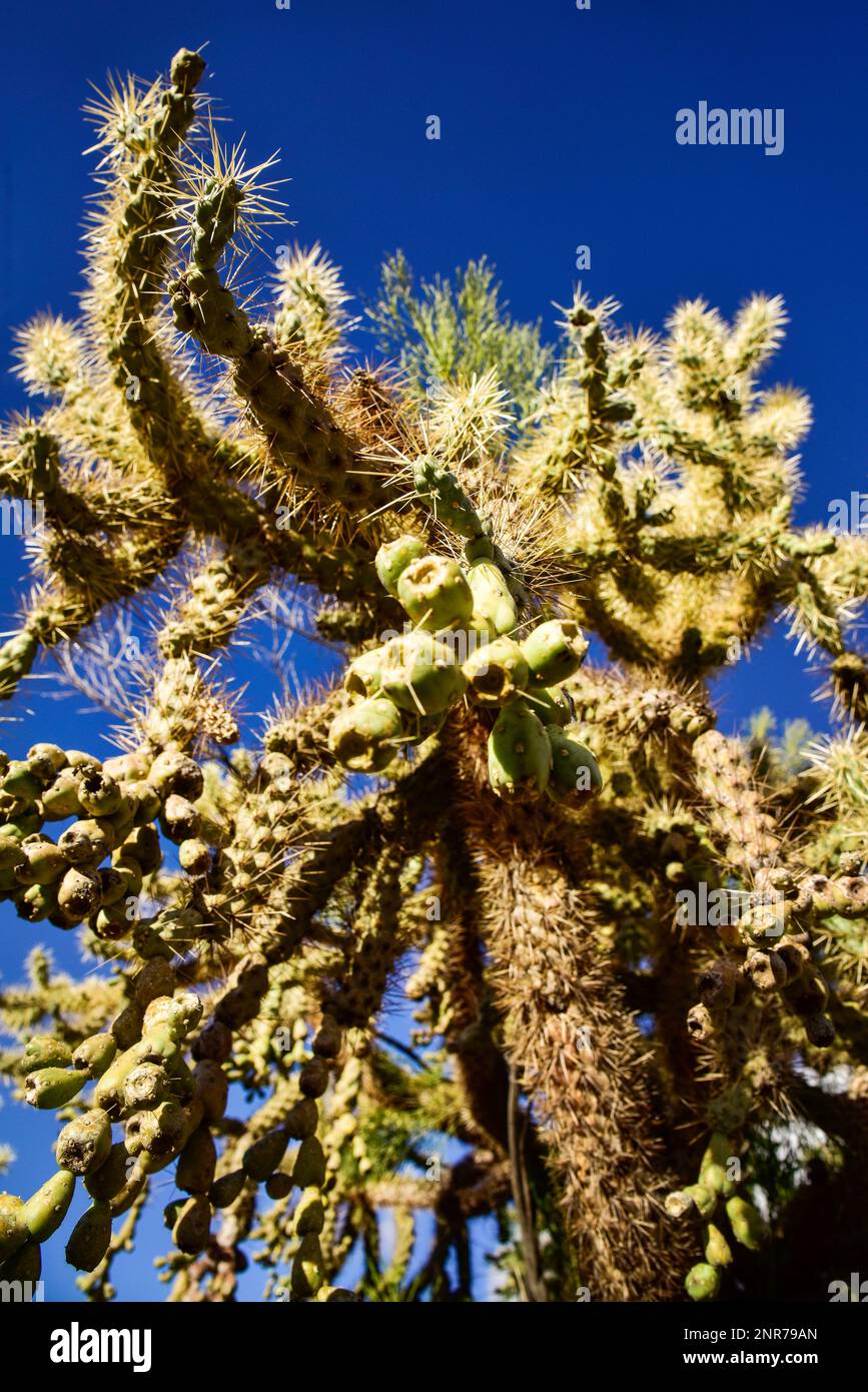 Spines of the Cane Cholla in the desert southwest Stock Photo